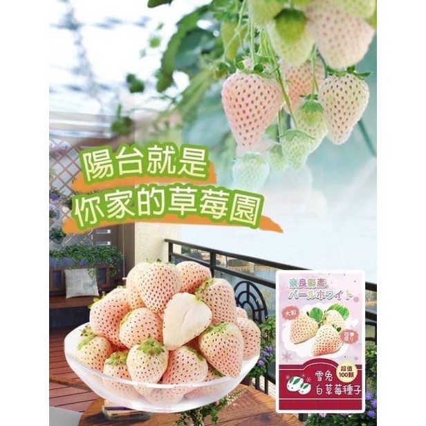 💥24H快速出貨💥日本夢幻雪兔🐰白草莓種子
