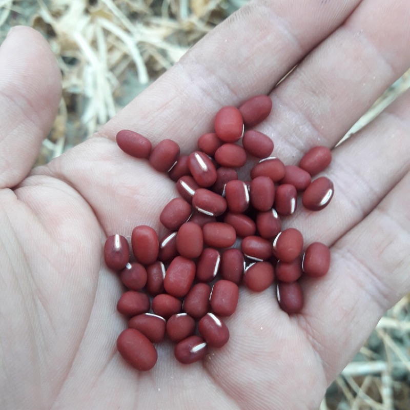 （預購）萬丹紅豆一台斤裝預計110年1月開始採收