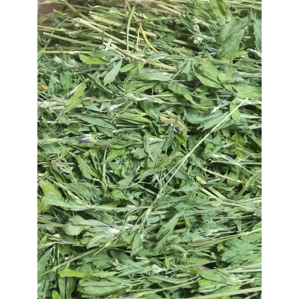 高仿錶萌兔坊 紫花苜蓿草 烘乾式牧草 苜蓿草 I Position 優惠推薦 21年10月 蝦皮購物台灣