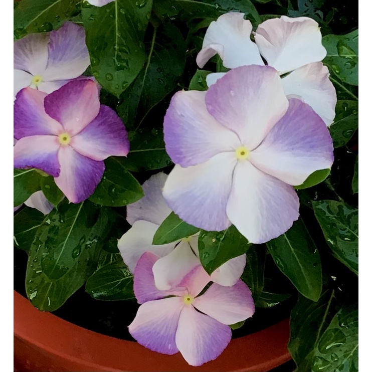 爽夏 日日春 開花小苗 特殊的品種 花夢坊 裸根寄送 四季花風水花 蝦皮購物