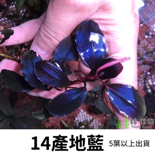 《林作物》稀有水草 14產地藍 神秘草 辣椒榕 辣椒 水中葉 前景 中景 陰性草 一般級 產地藍