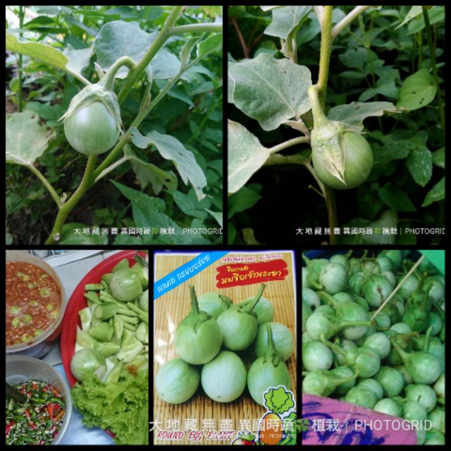 泰國綠蛋茄17/ 種子$58/60粒