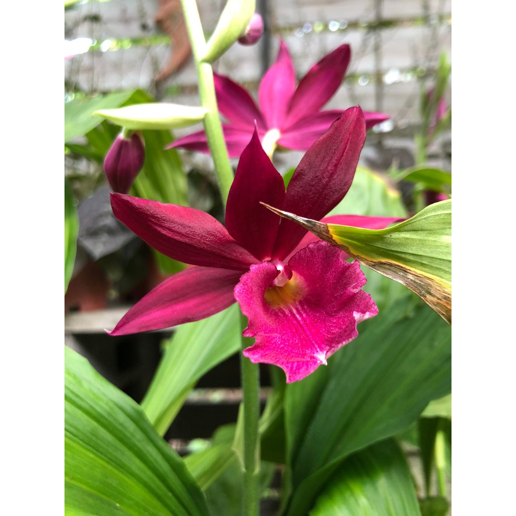 花花世界 蘭花 紅花鶴頂蘭 花多易開 3 5吋盆 高 30cm Ma 蝦皮購物