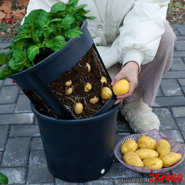 低價土豆種植盆生姜蔬菜種植塑料花盆盆栽家庭陽臺庭院種植加厚優質 蝦皮購物