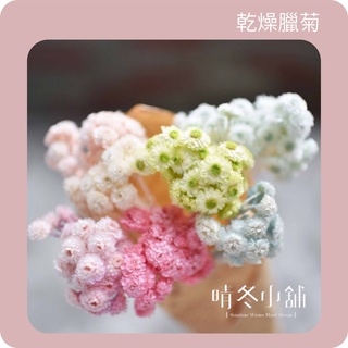 *晴冬小舖*進口乾燥花材-臘菊 蠟菊 蠟菊 花束花冠捧花頭花乾燥花不凋花永生花花圈乾燥花束捧花花禮拍照道具鄉村風手腕花