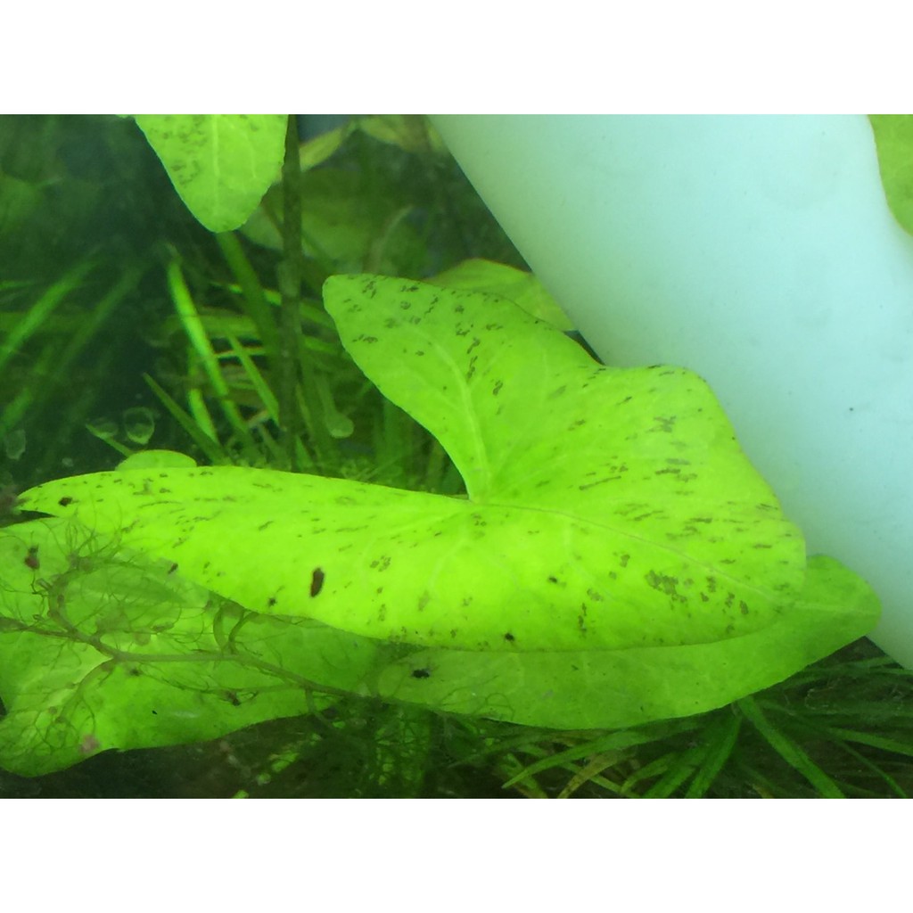 兔耳睡蓮 水中葉出貨 蝦皮購物