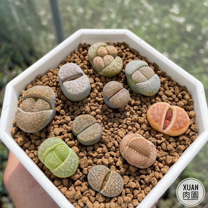 多肉植物石頭玉組的價格推薦 21年11月 比價比個夠biggo