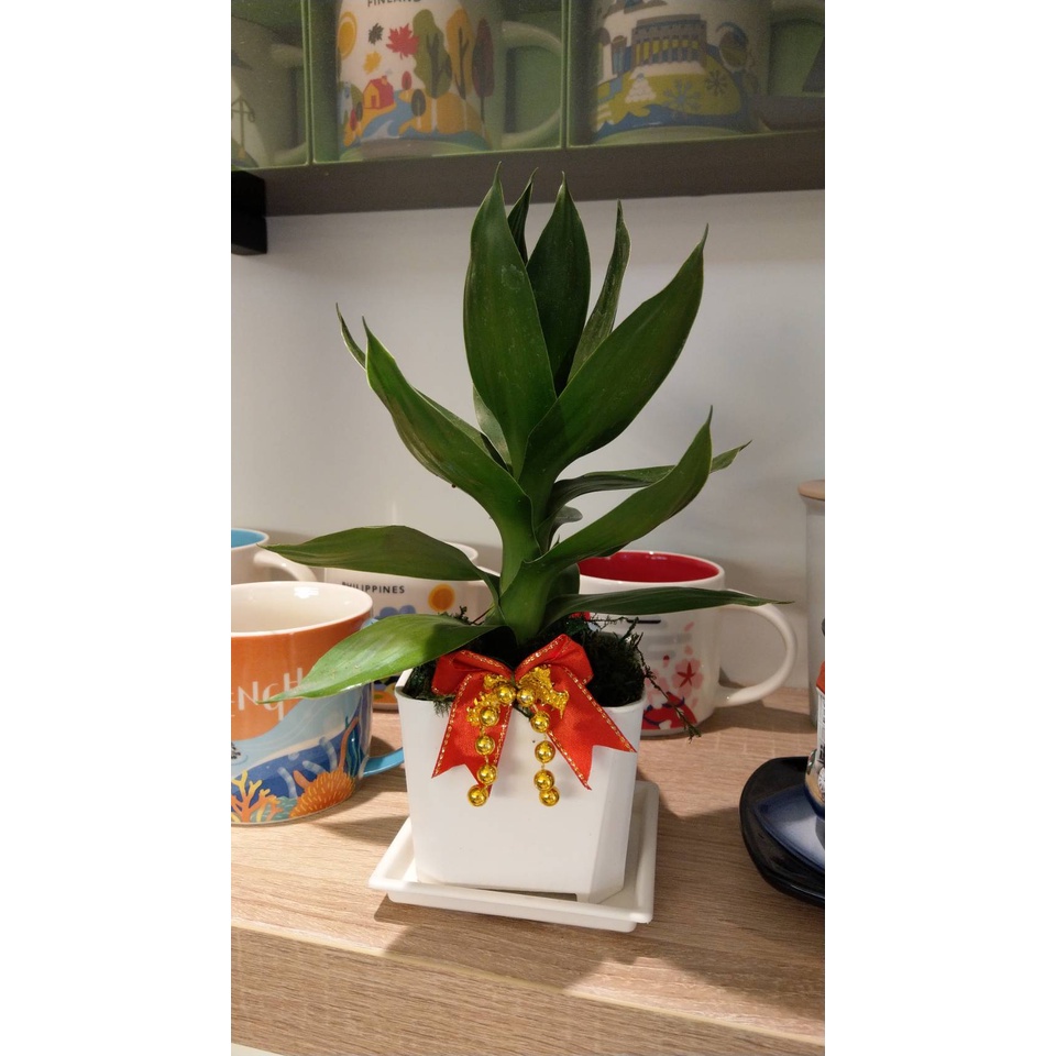 盆栽小品蓮花竹開運竹送底盤觀葉植物招財室內植物空氣淨化開運植物 蝦皮購物