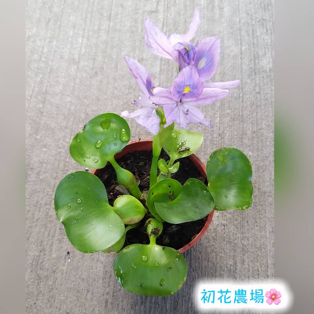 布袋蓮 優惠推薦 21年9月 蝦皮購物台灣