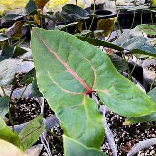 紅脈曲籽芋 4吋盆苗 觀葉植物 雨林植物 耐陰植物 室內植物 園藝 療癒 植栽 植物 盆栽 陽臺【阿金的便秘花園】