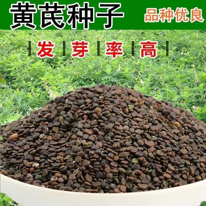 台灣出貨 黃芪種子北芪種子黃耆種子中藥種子藥材種子發芽率高達99 蝦皮購物