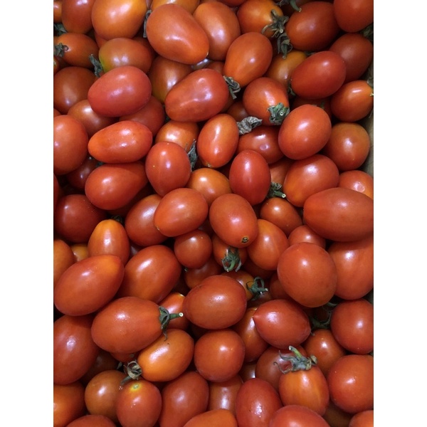 嘉義聖女橙蜜小番茄🍅/一箱（17-19）台斤
