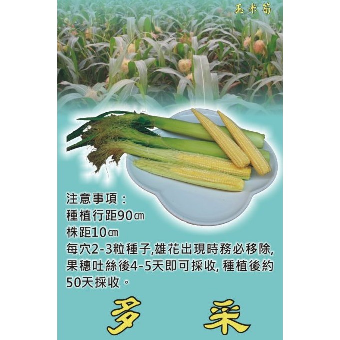 【大包裝蔬菜種子L163】多采玉米筍~口感香甜，適當栽培管理每株可收5穗。
