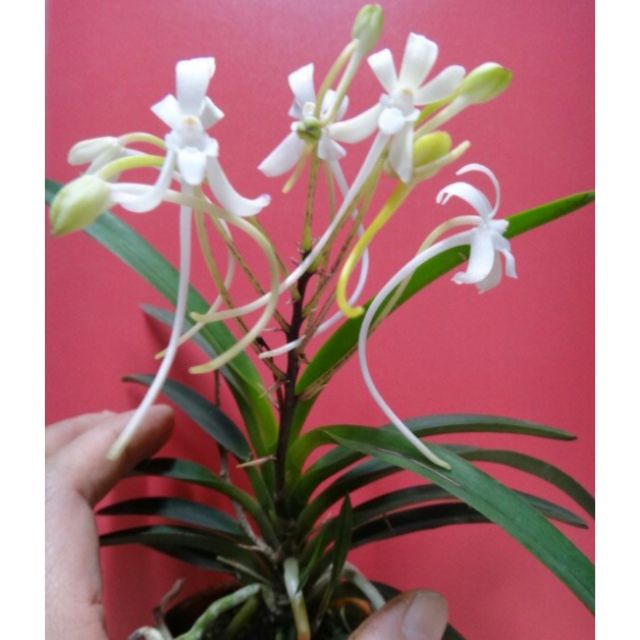 蘭花日本風蘭售不帶花種苗香2 5吋盆 蝦皮購物