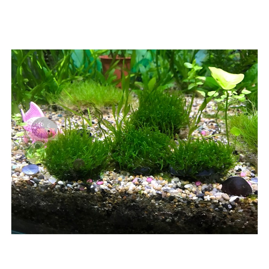 樂魚寶 聖誕莫斯石前景草中景草苔蘚陰性水草莫絲默思默絲火焰石頭石片水族造景真水草 蝦皮購物