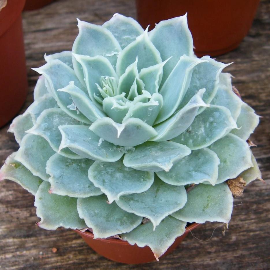 開心農元 種子 多肉植物種子藍絲絨echeveria Simulans Ascension 蝦皮購物
