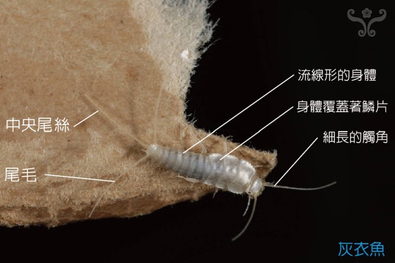 德國aeroxon 衣魚 蠧蟲 衣蛾誘餌劑 蝦皮購物