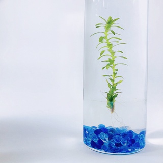 水草系列太陽水草工業風3號瓶懶人盆栽室內植物辦公室療癒小物盆栽植物保固多肉植物畢業禮物防疫小物 蝦皮購物