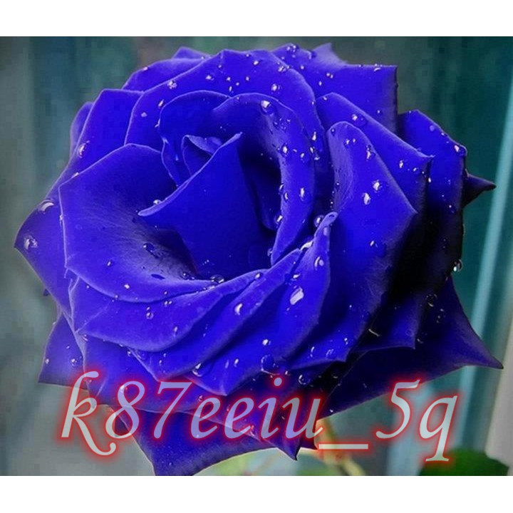 玫瑰花 種子 薔薇月季爬藤玫瑰 種子 玫瑰花卉 種籽 蝦皮購物