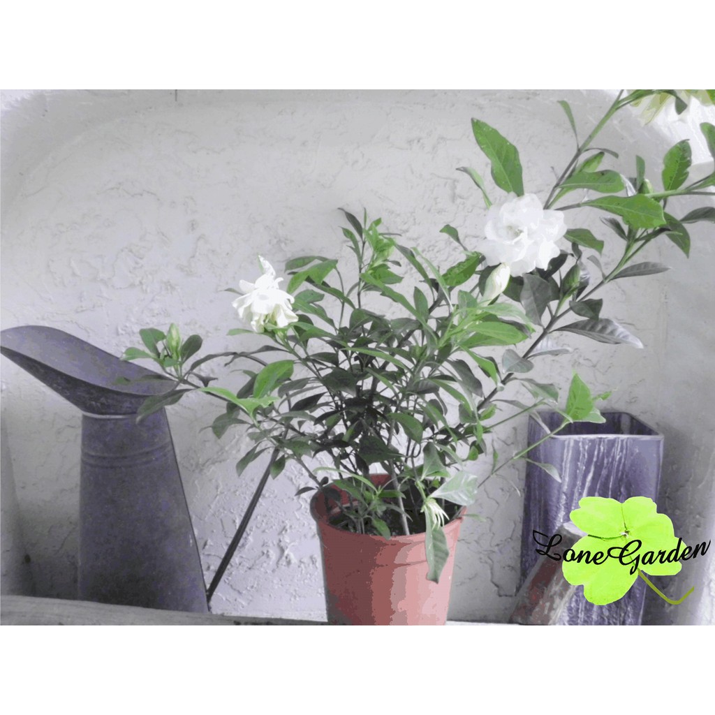 長榮 梔子花 5吋盆重瓣玉堂春黃梔優雅香花常綠植物庭園景觀造景綠美化綠籬 蝦皮購物