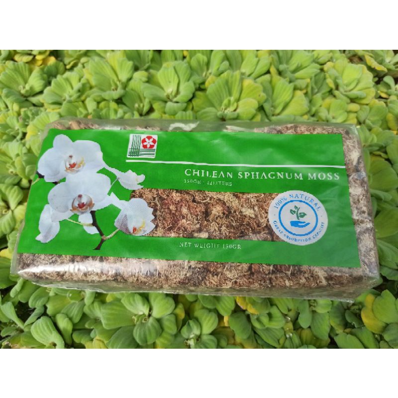 全館590免運 智利水苔 水草 150g原裝壓縮包高壓繁殖蘭科植物水草觀葉植物育苗栽培介質使用 蒔花弄草 蝦皮購物