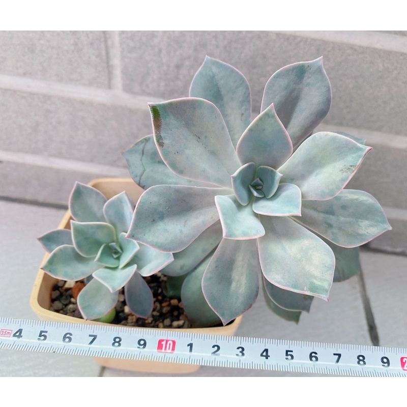 多肉植物初戀大 小美美的就像初戀一樣 蝦皮購物