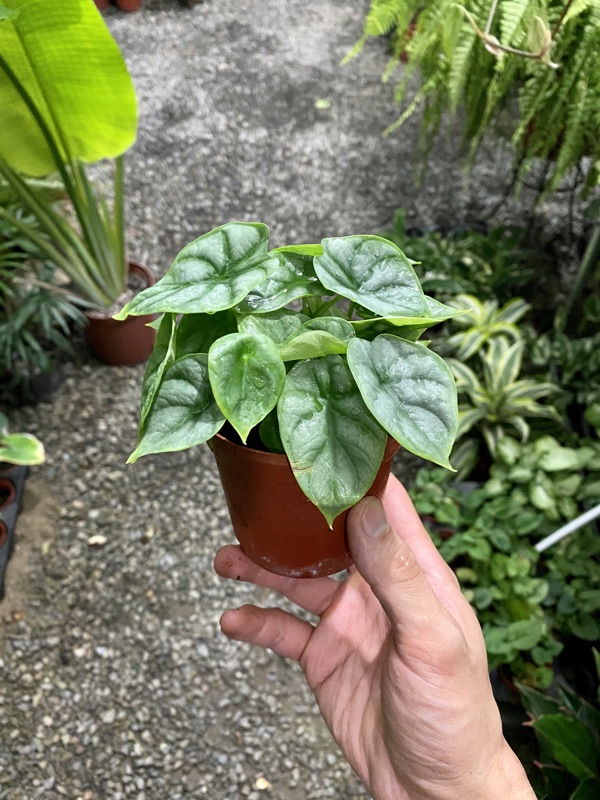 🆕3u0027多芽Alocasia baginda u0027Silver Dragonu0027 2盆特價120元 蝦皮購物