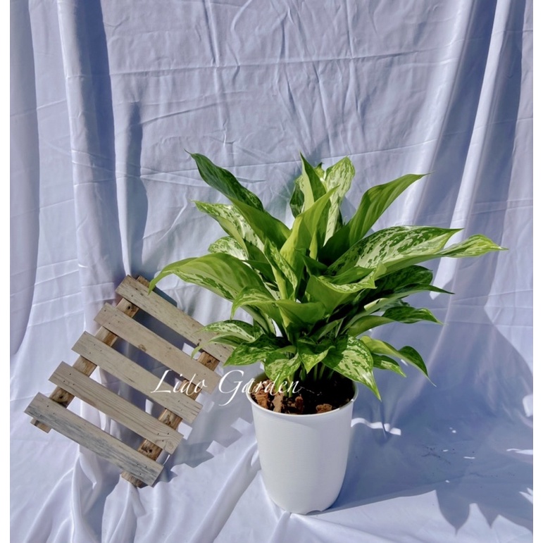 100％本物保証！ 利根さび石 植木鉢 盆栽鉢 general-bond.co.jp