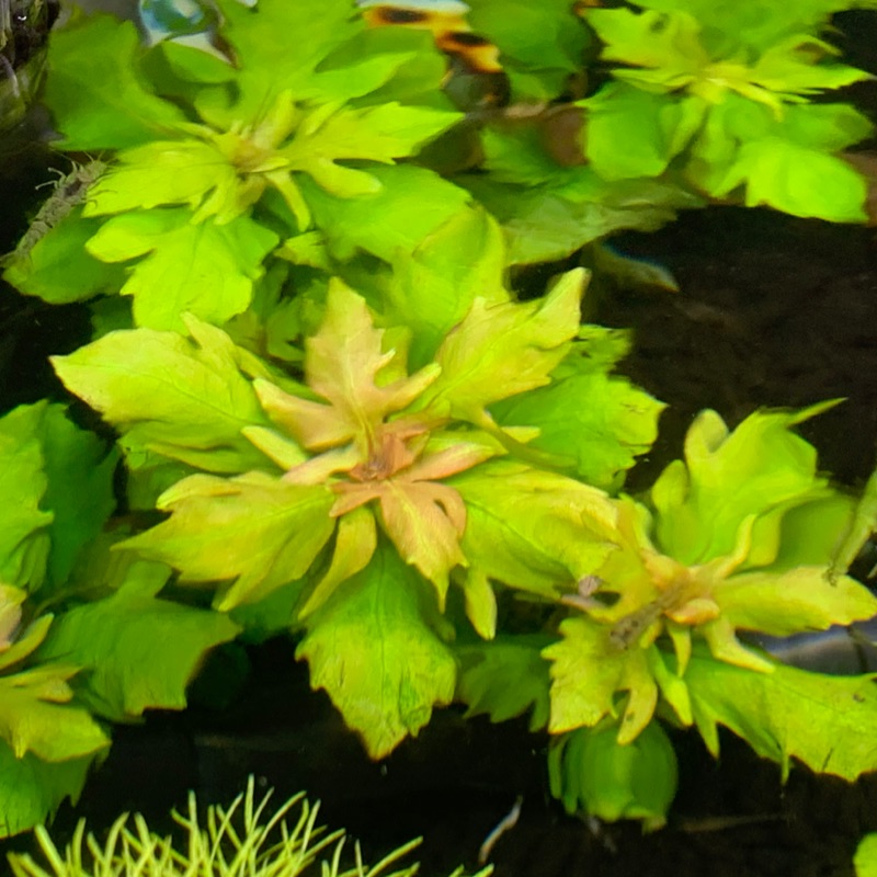 海兔水族爬蟲 水草印度紅水蘿蘭水蘿蘭水草海草水中植物 蝦皮購物