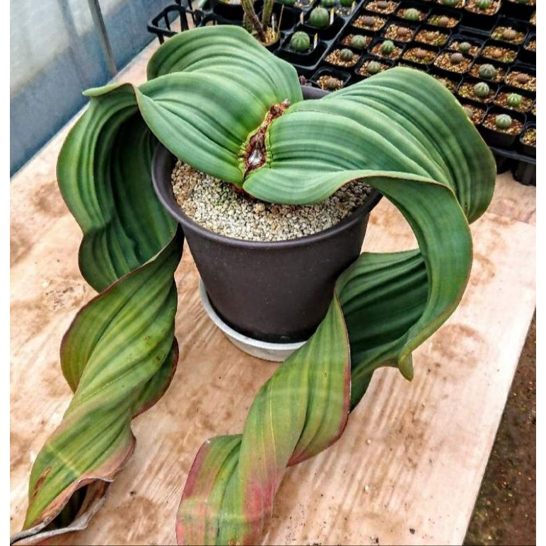 Findx找肉奇想天外百歲蘭多肉植物 蝦皮購物