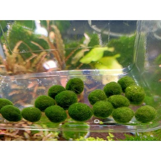 ((🚚快速出貨🚚))綠藻球 1cm 會沉水 綠藻球