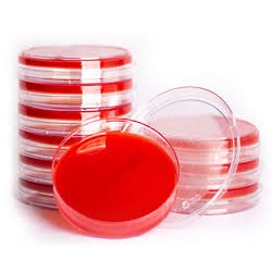 (台灣工廠直營) Blood agar plate (血液瓊脂培養基) 血液培養基 可培養絕大多數的細菌