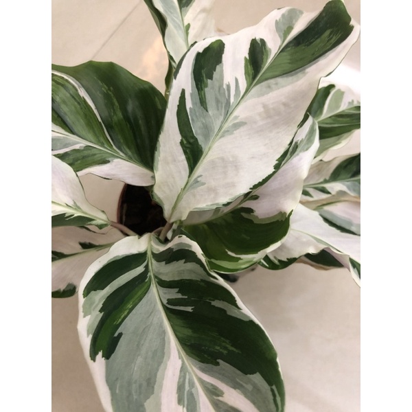 油畫竹芋 白油畫竹芋 蝦皮購物