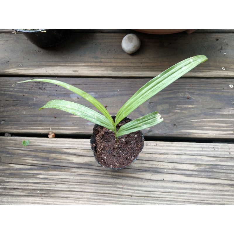 艾瑪家的空中花園 台灣白芨 台灣紫蘭 小白及 白及 白芨 藥用植物 台灣原生蘭 蝦皮購物