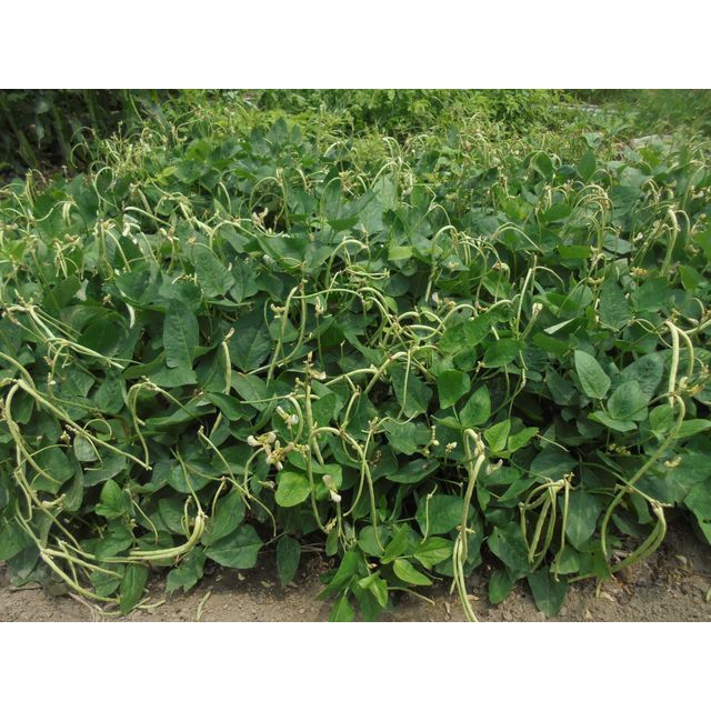 矮種長虹豆 長豆 矮種敏豆 四季豆 不用搭竹子即可種植 蝦皮購物