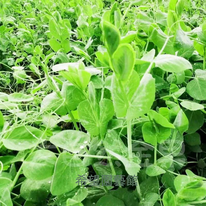 希望園藝館 豌豆苗種子豌豆尖龍須苗快速早熟蔬菜種籽麥豆苗四季陽臺盆栽易種 蝦皮購物