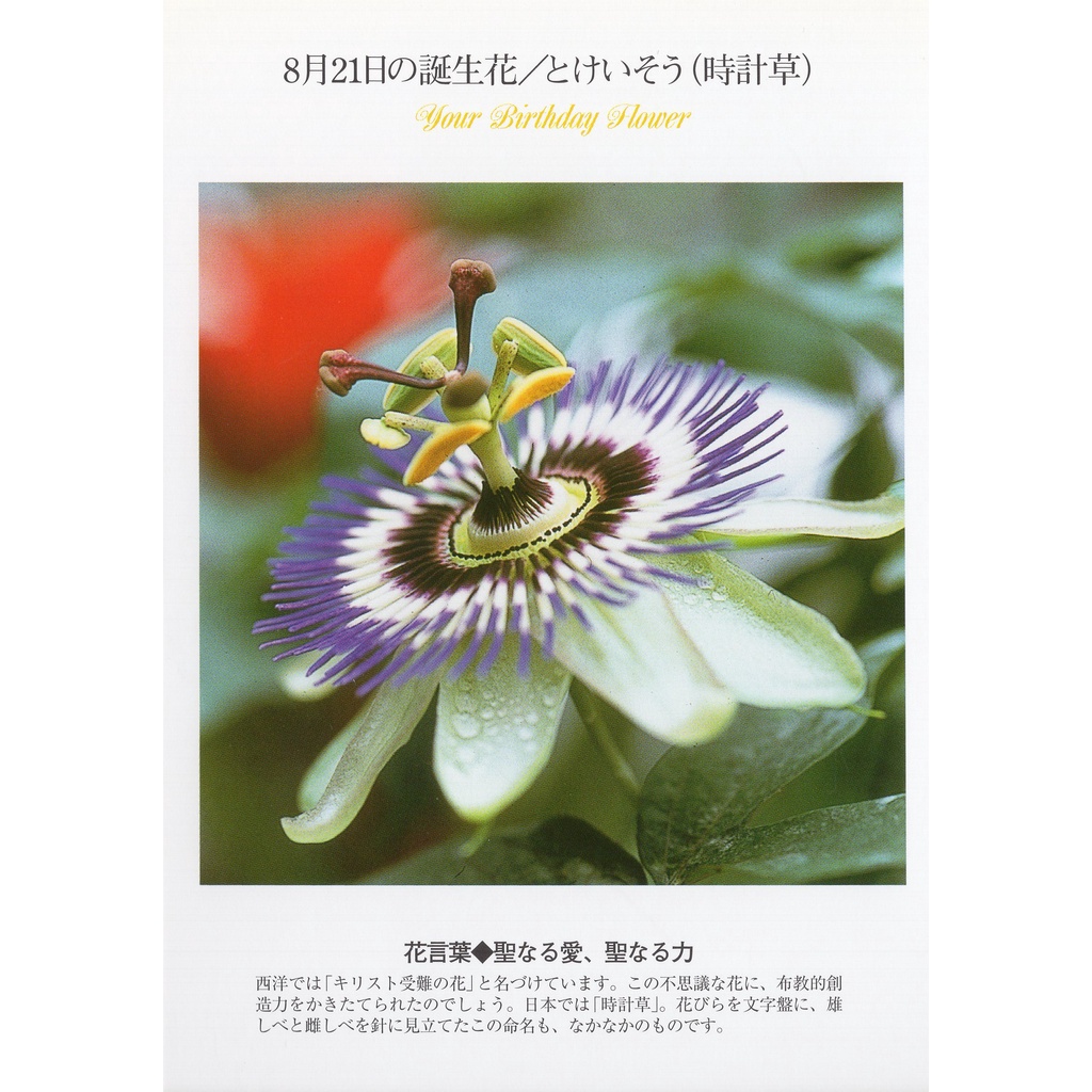 33明信片本舖 日本進口明信片8月生日花誕生花明信片 單張入 蝦皮購物