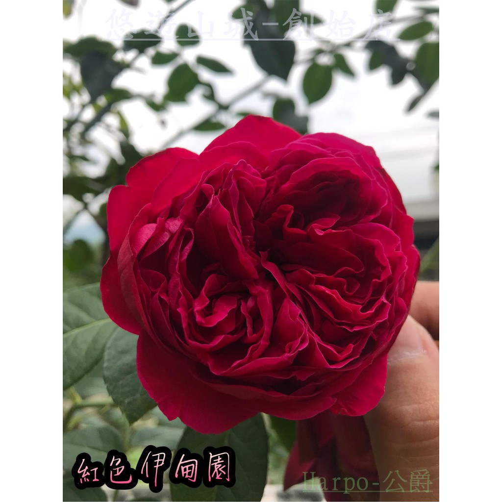紅色伊甸園 Red Eden。悠遊山城(創始店)5-6吋盆玫瑰~特價450