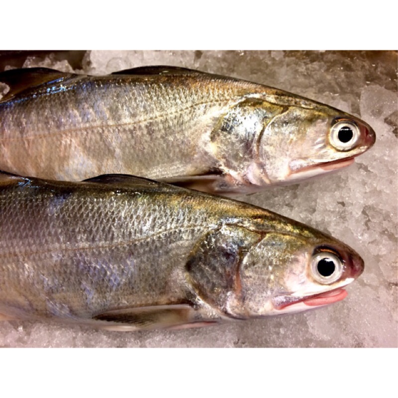 魚門》午仔魚@肉質新鮮超好吃！！  蝦皮購物
