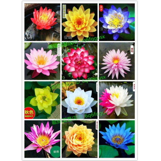 灣灣稀有碗蓮種子34個品種迷你蓮蓮花 荷花水培植物荷花種子睡蓮種子超低價 蝦皮購物