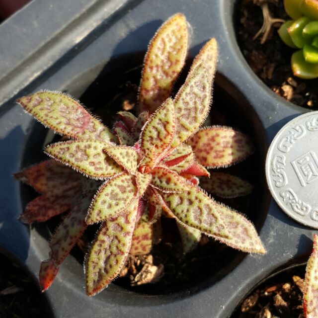 多肉植物 花簪 蝦皮購物