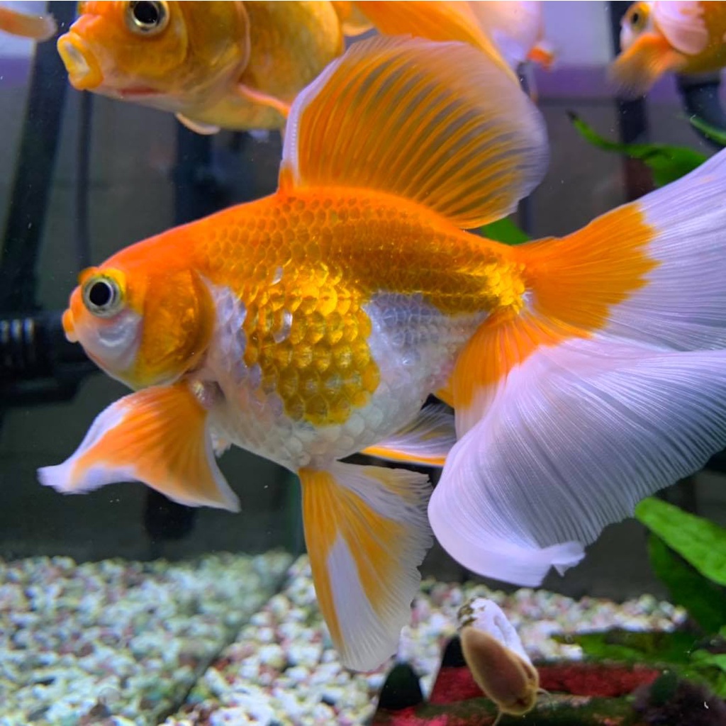 良品優惠 Hikari 高夠力金魚主食飼料baby顆粒300g 快速成長健康主食 蝦皮購物