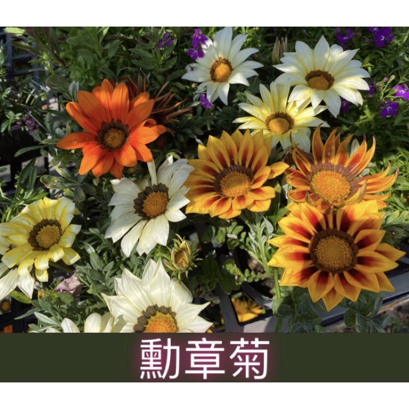 勳章花 勳章菊 太陽黃 雙色盆栽 植物