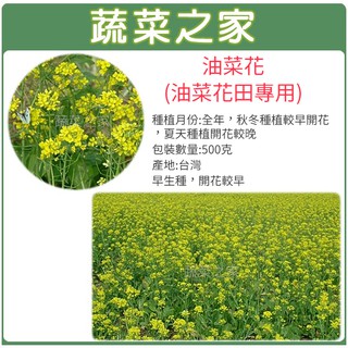 蔬菜之家滿額免運【00A16-3】精選特優油菜花種子(油菜花田專用) 500克(產地臺灣)(早生種，開花較早.花海種子)