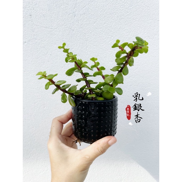 銀杏盆栽的價格推薦第3 頁 21年10月 比價比個夠biggo