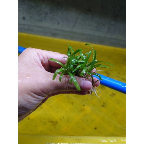 阿馨水草屋 水草造景 迷你水蘭8株45元 可當前景草皮 水草造景專賣店 蝦皮購物