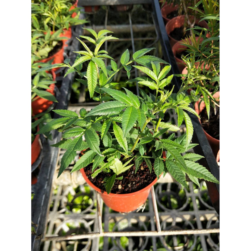 花精靈植物的家~香草~芳香萬壽菊~3吋/高5-15公分