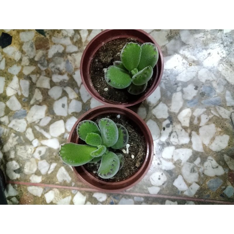 綠世界 多肉植物 熊童子 3吋盆 蝦皮購物