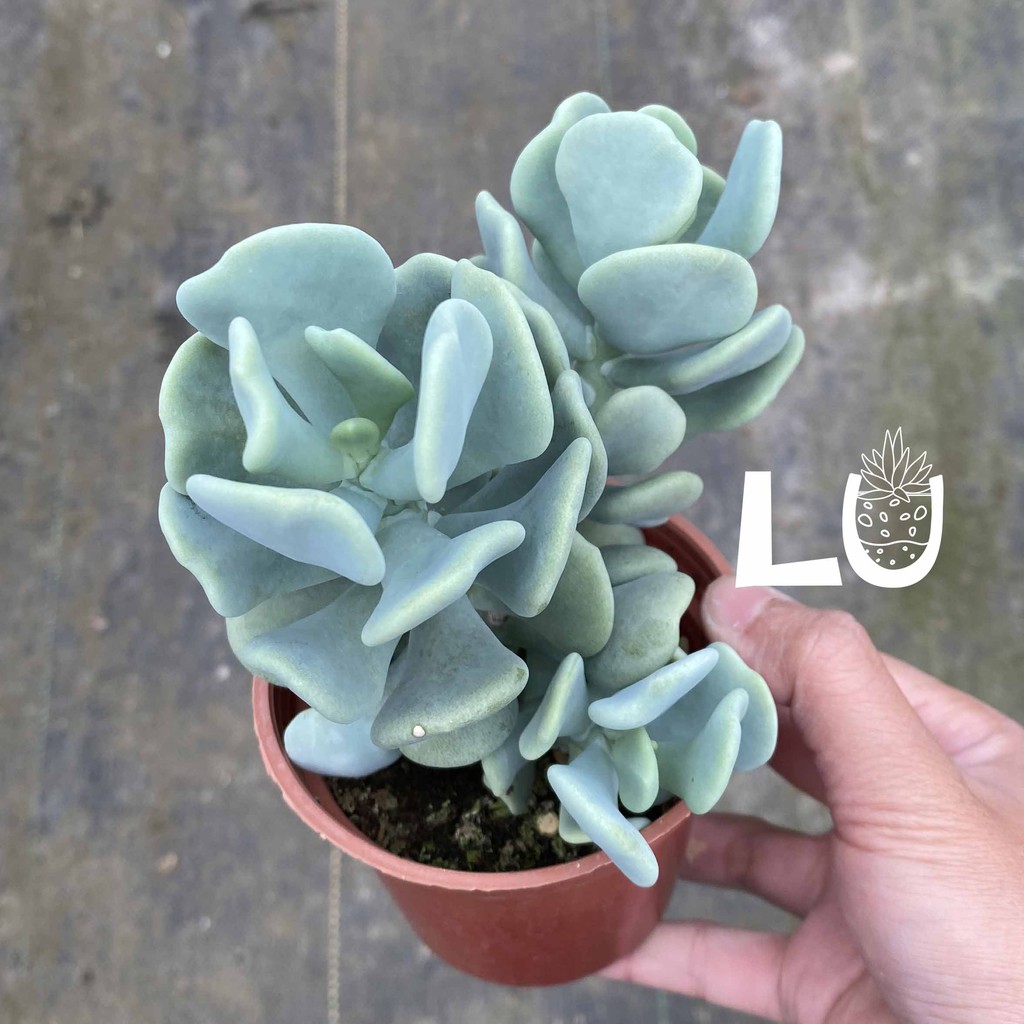 三吋多肉植物 大妞妞 呂爸爸農家樂 蝦皮購物