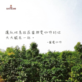 咖啡生豆 瑪雅焦糖 阿卡特南果 黑內拉莊園 瓜地馬拉 水洗 咖啡豆 波雷克堤咖啡 每單限重4公斤